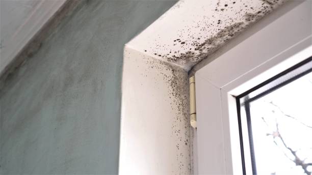 Best Mold Prevention Services  in Princeton, NJ