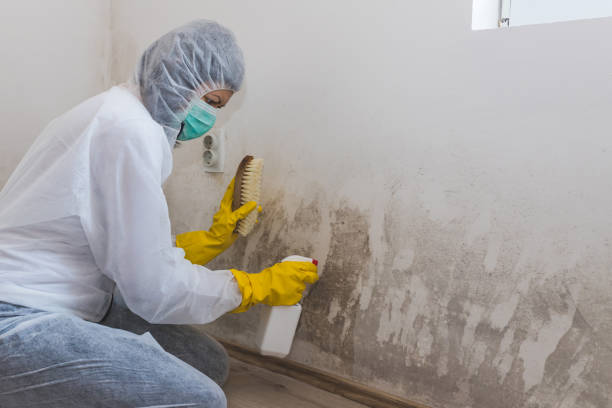 Best Mold Odor Removal Services  in Princeton, NJ