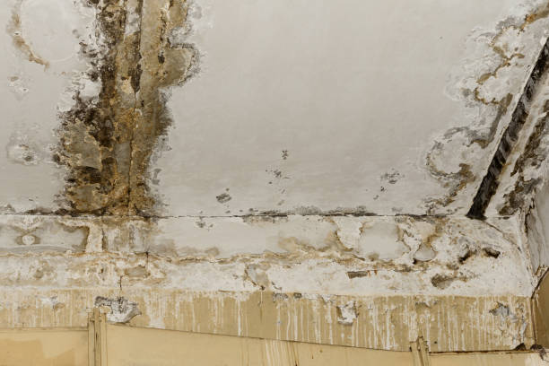 Best Flood Damage  in Princeton, NJ