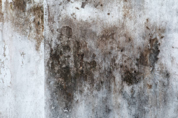 Best Commercial Mold Inspection  in Princeton, NJ