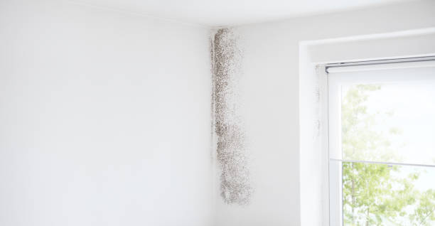 Best Air Quality Testing for Mold Spores  in Princeton, NJ