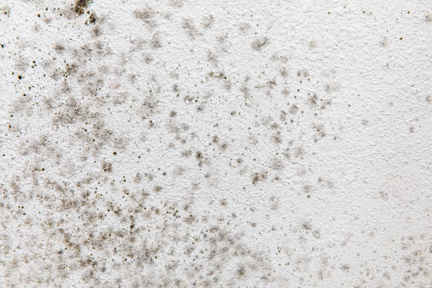 Reliable Princeton, NJ Mold Removal Solutions