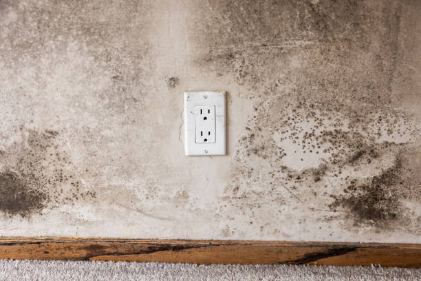 Best Real Estate Mold Inspection  in Princeton, NJ